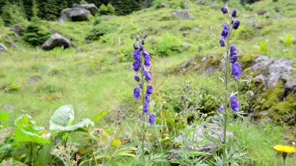 depositphotos_164361698-stock-video-aconitum-napellus-flower-known-as